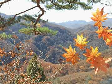 新澳天天彩正版免費(fèi)資料的背景故事，新澳天天彩正版免費(fèi)資料的背后故事揭秘